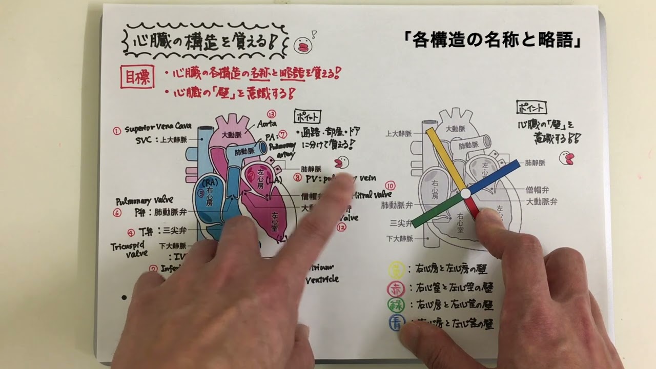 【ゆる〜い講義ビデオ】心臓の構造① 名称と略語を覚える！