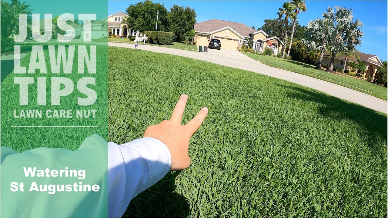 Summer Watering for St Augustine Grass