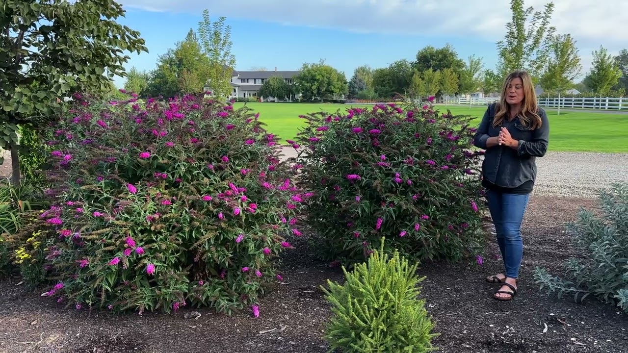 'Miss Ruby' Butterfly Bush