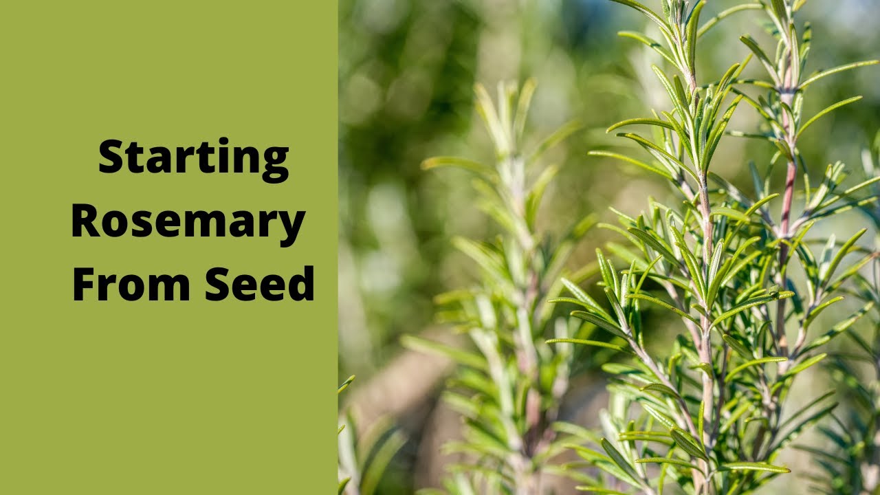 How to start Rosemary from seed the easy and fast way