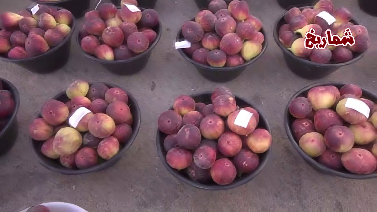 الحراج على تين من إنتاج مشروع العبيد الزراعي