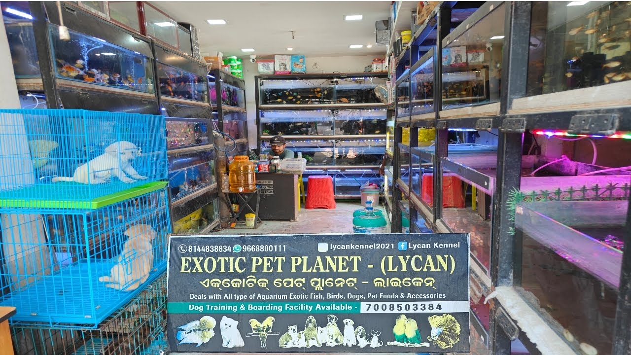 Exotic Pet Planet - Lycan || New Aquarium shop visit 
