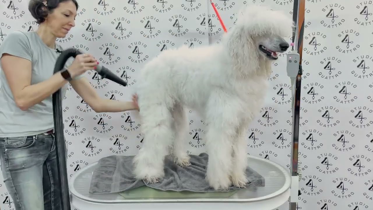 COME PREPARARE IL PELO DEL BARBONE AL TAGLIO: BAGNO, ASCIUGATURA E STIRATURA DEL PELO