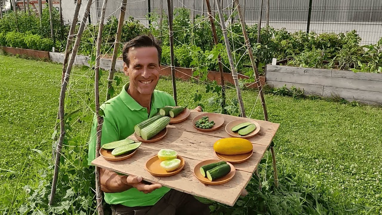 Ein Hoch auf die Gurken-Vielfalt 🥒🥒 8 Seltene & ertragreiche Sorten im Überblick & Pflegetipps 👨‍🌾