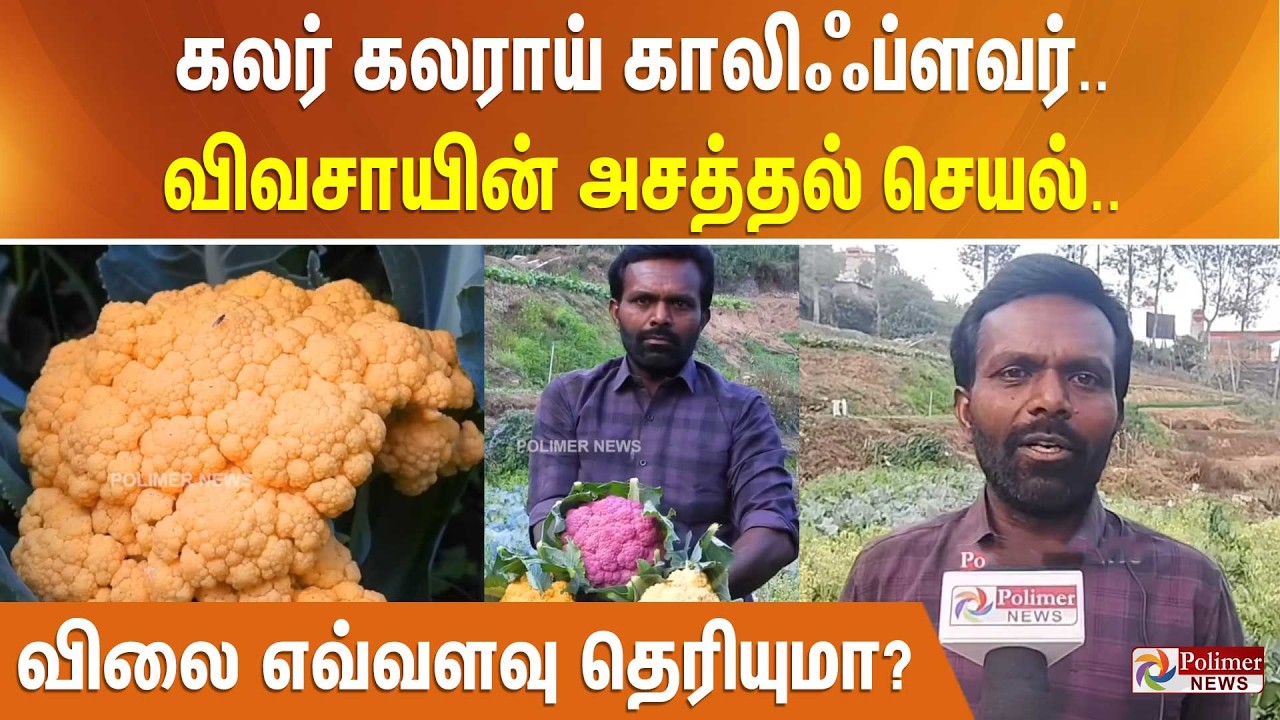 கலர் கலராய் காலிஃப்ளவர்.. விவசாயின் அசத்தல் செயல்.. விலை எவ்வளவு தெரியுமா?