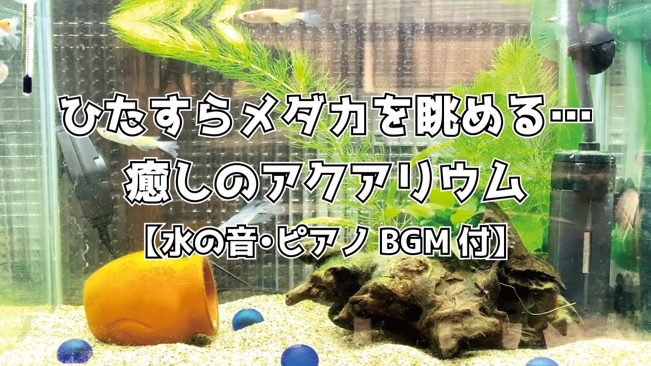 ひたすらメダカを眺める♪癒しのアクアリウム動画【作業用BGM /勉強/読書/癒し/ヒーリング/睡眠/お昼寝】
