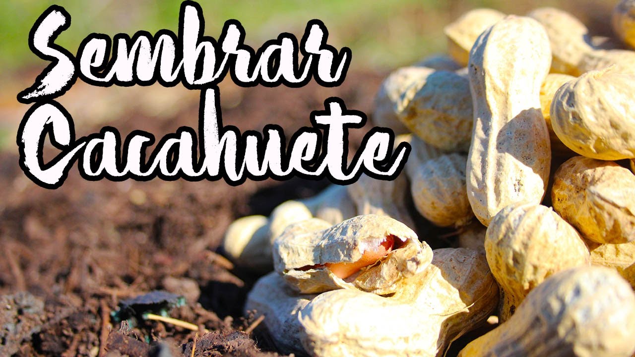 C&oacute;mo SEMBRAR CACAHUETE o MAN&Iacute; 🥜 Pasa a Paso ( Regenera Tu Suelo ) || La Horteta De Bussy