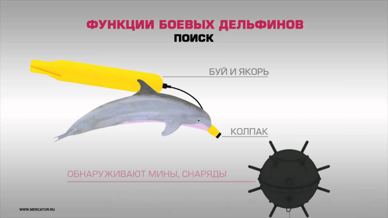 Боевые дельфины