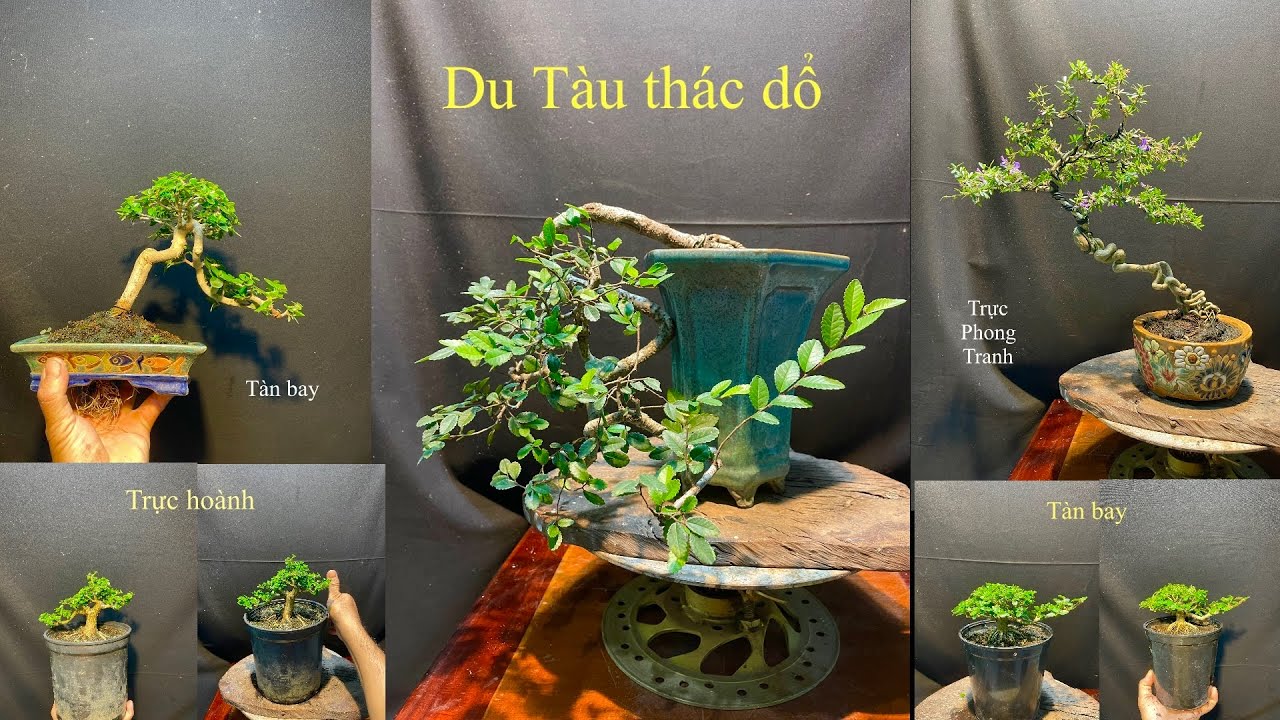 Video 833:Du tàu thác đổ ôm chậu,linh sam 86 full hoa nụ,sam hương indo bonsai mini,siêu mini ...