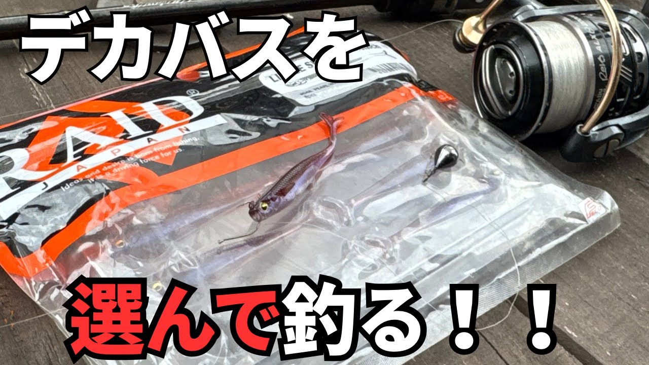 【バス釣り】信頼度120%！！晩秋のデカバスを簡単に釣るコツを解説しながら実釣した結果、爆釣でした。まだサイトフィッシングで狙える時期、食いにくい見えバスを釣るコツとは【金森隆志】【レイドジャパン】