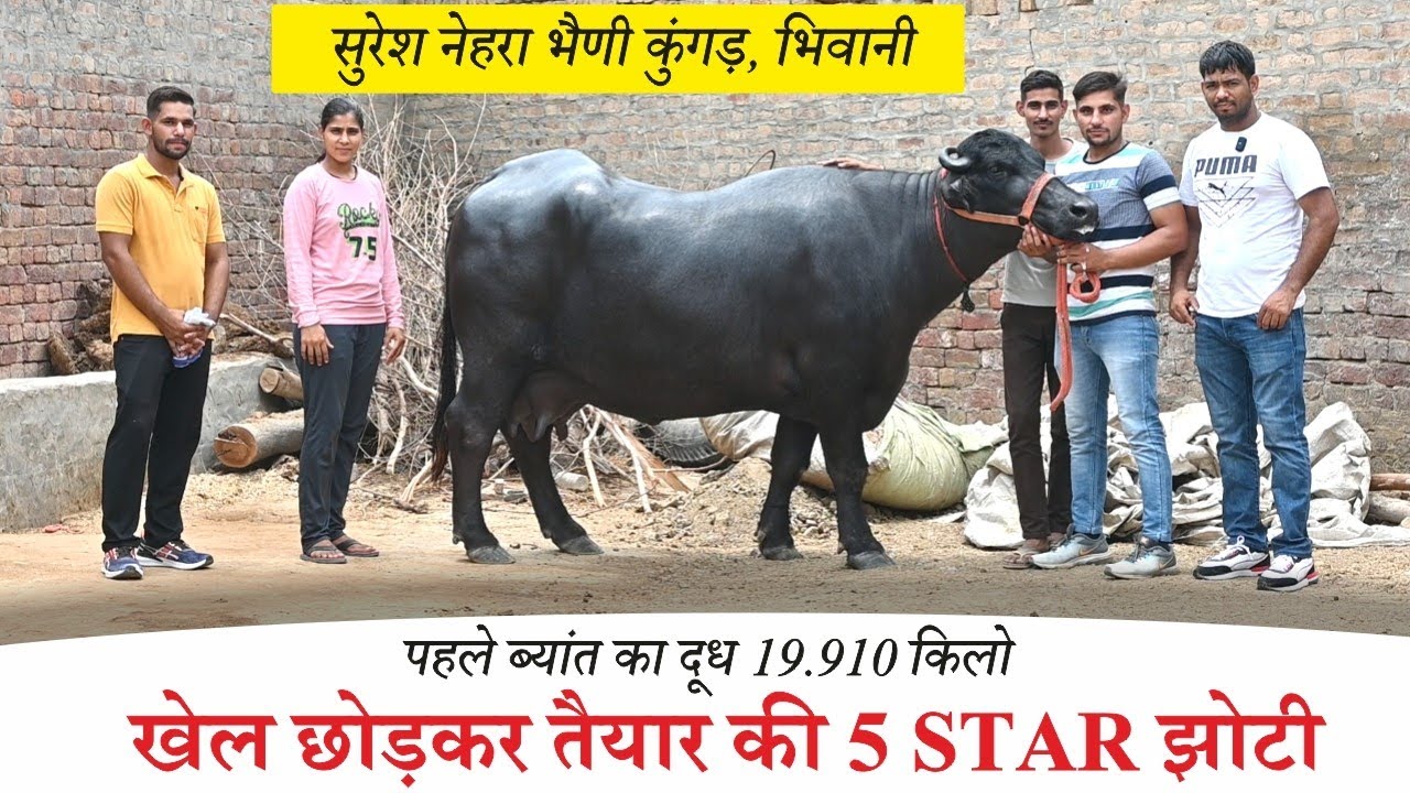 Оставив спорт, он приготовил 5-звездочный Haryana Buffalo || Первый раз доил 19 кг || Суреш Бхайн...