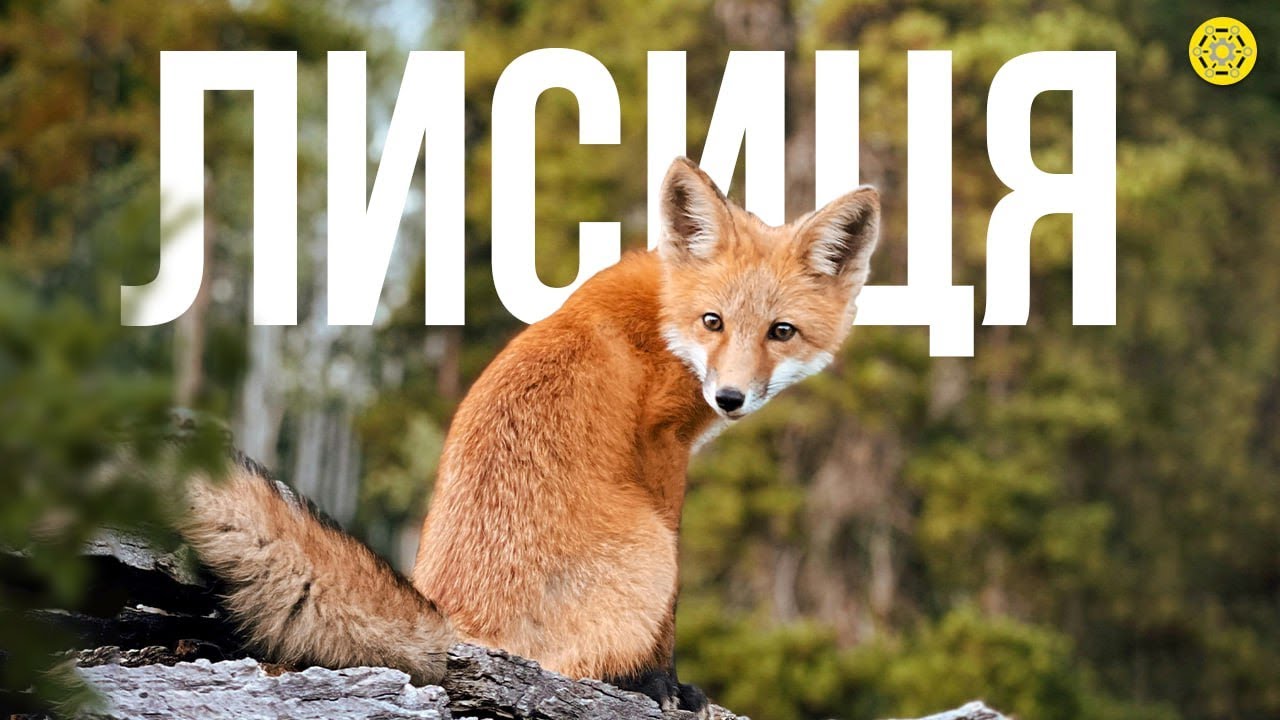 ЛИСИЦЯ — нічний МИСЛИВЕЦЬ | ЯКІ бувають ЛИСИЦІ? | Милі ХИЖАЧКИ | Цікаві факти