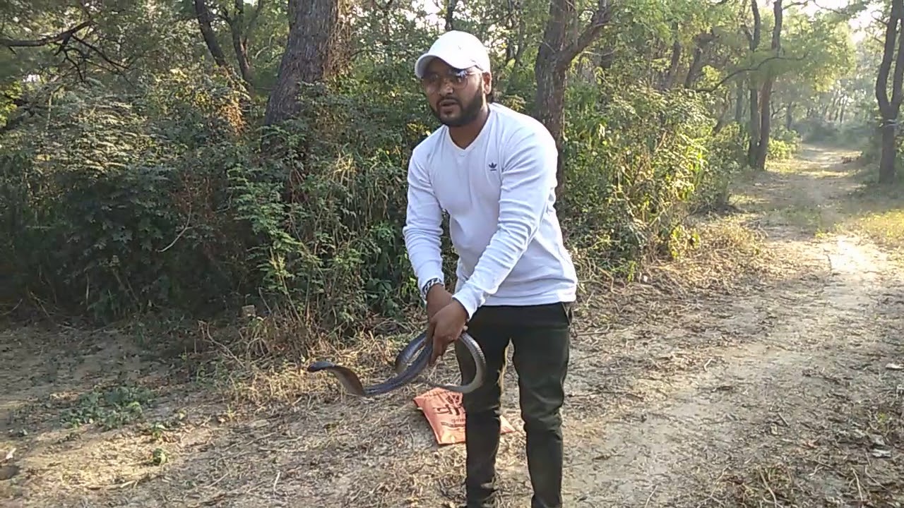 rescue cobra release in forest vikram mlt 98141-71064