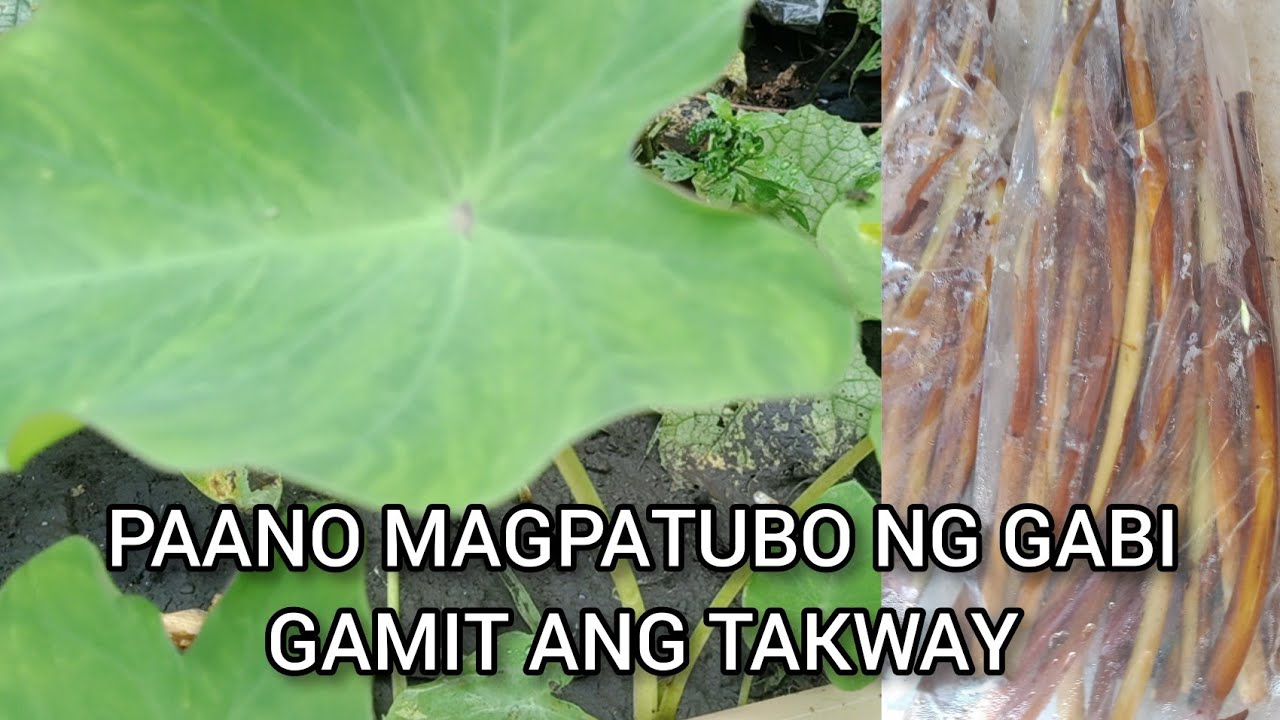 How to grow Gabi using takway (Taro) |Hornet PH