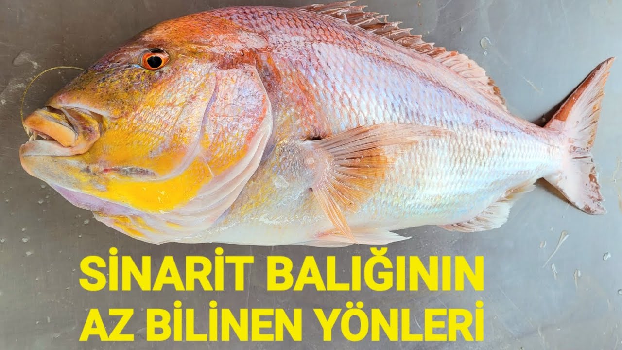 DENİZİN KRALI SİNARİT BALIĞINI TANIYALIM