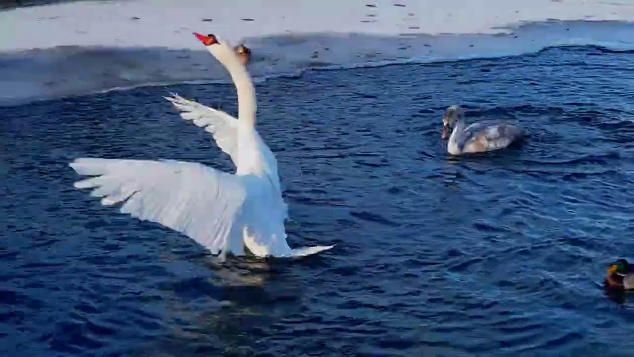 Winter Fairytale: Swans Bathing on a Frosty Day at Nymphenburg 🦢 | The Charm of a Second Swan Family