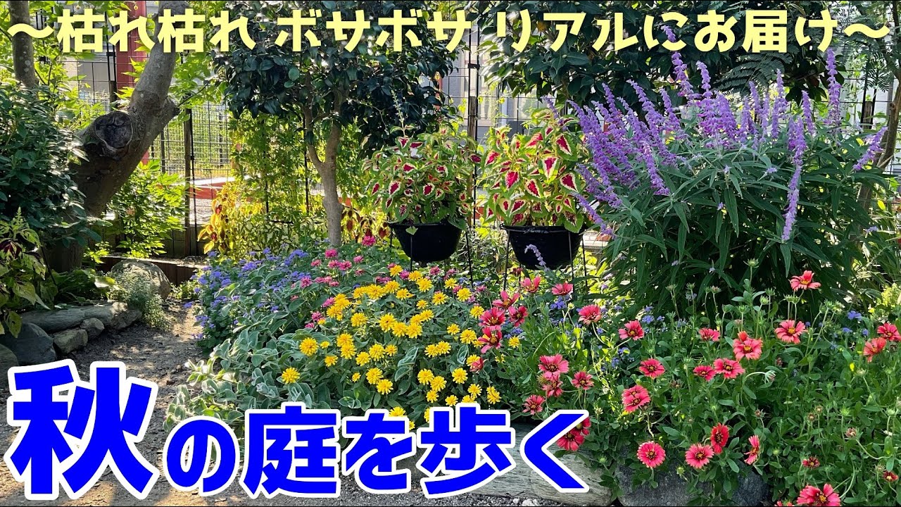 夏の花と秋の庭｜発芽苗の様子｜夏の花の画像｜秋の庭を歩く｜ガーデニング｜園芸