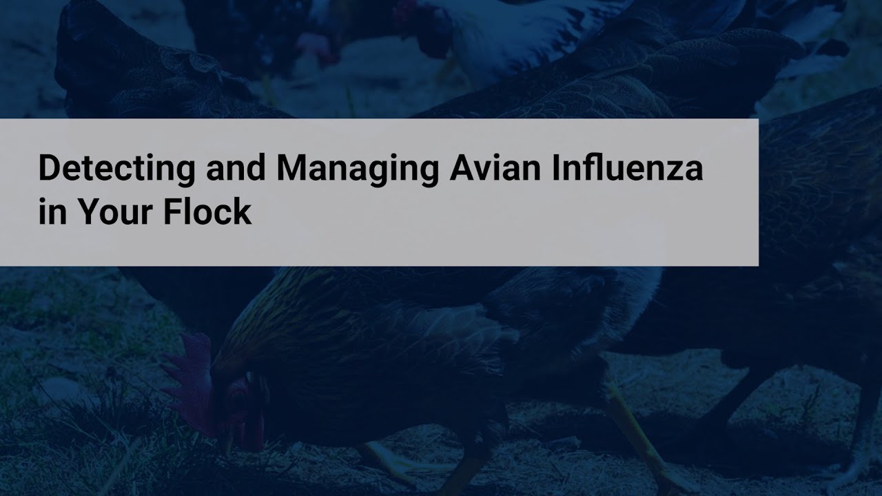HPAI: Detecting and Managing Avian Influenza in Your Flock