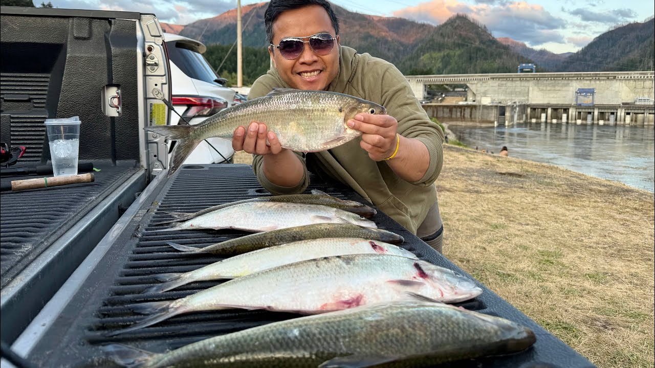These Shad’s at Bonneville Dam keeps getting Bigger and Bigger!