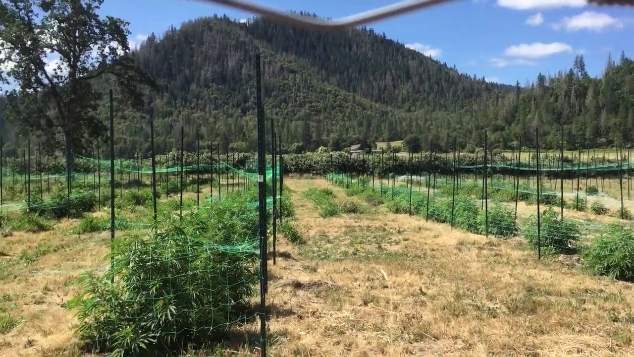 Southern Oregon Cannabis Field