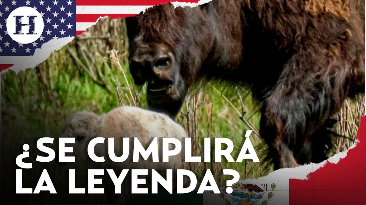 ¡Nace un búfalo blanco en Yellowstone! Conoce la leyenda detrás del nacimiento