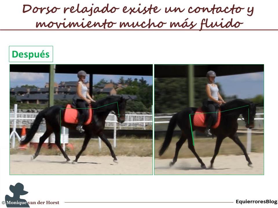 Equitacion: Cómo Mejorar El Contacto