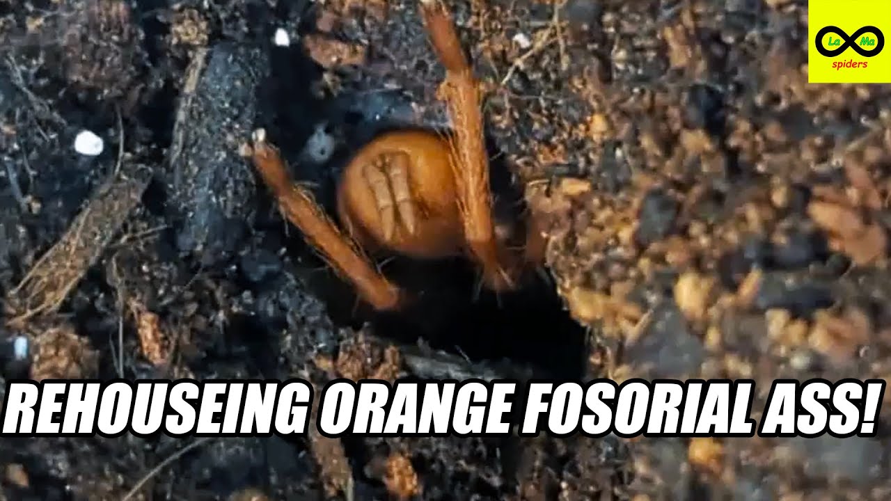 REHOUSEING SOME FOSORIAL TARANTULA A$$e$😯 Collection tour part 2
