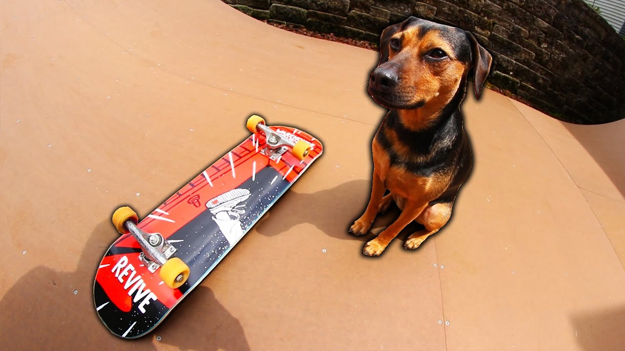PUPPY HELPS SETUP MY SKATEBOARD 4!