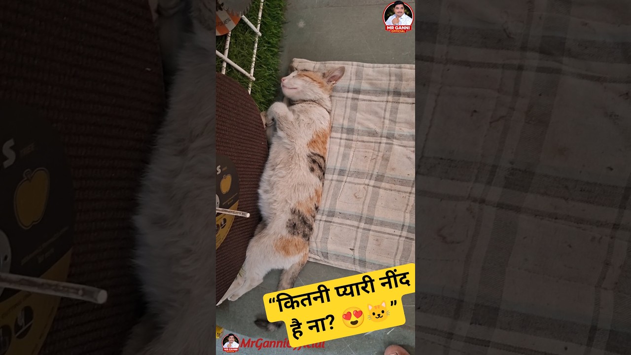 “इतनी प्यारी नींद… 😍🐱 | Cute Cat Sleeping” #cat #cutecat #catsleeping #petlover #catshorts #animals