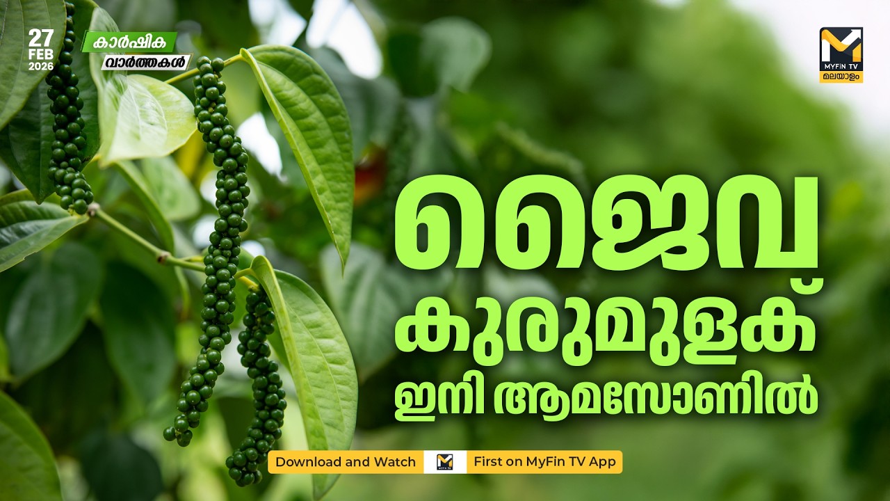 ആദൂർ ഗാളിമുഖം കശുമാവ് സന്തതി തോട്ടത്തിന്റെ ജൈവ കുരുമുളക് ഇനി ആമസോണിൽ | Agriculture News | MyFin TV