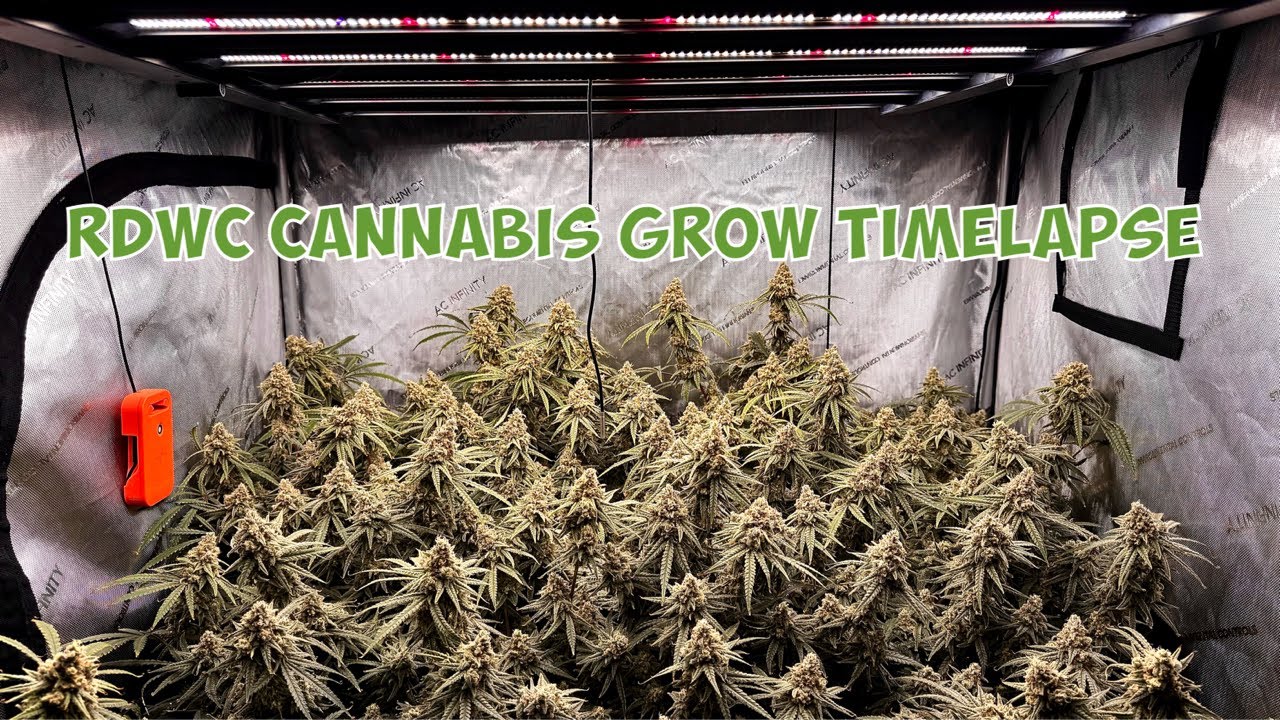 Cannabis grow in RDWC Timelapse