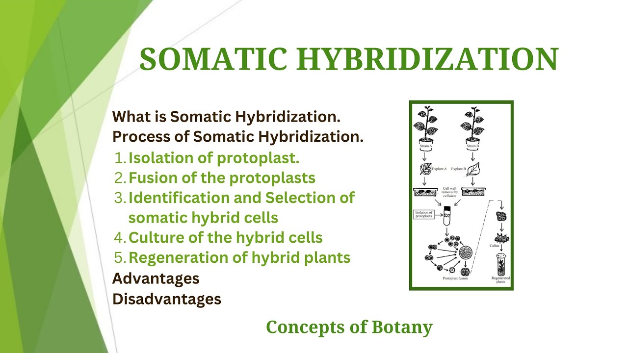 Somatic Hybridization in Plant Tissue Culture| Process, Advantages| Hindi/ Urdu| Concepts of Botany