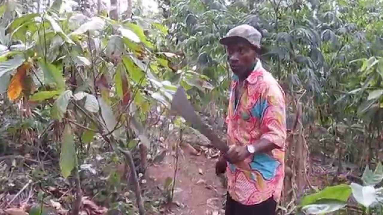 Pat dans son champ de cacao
