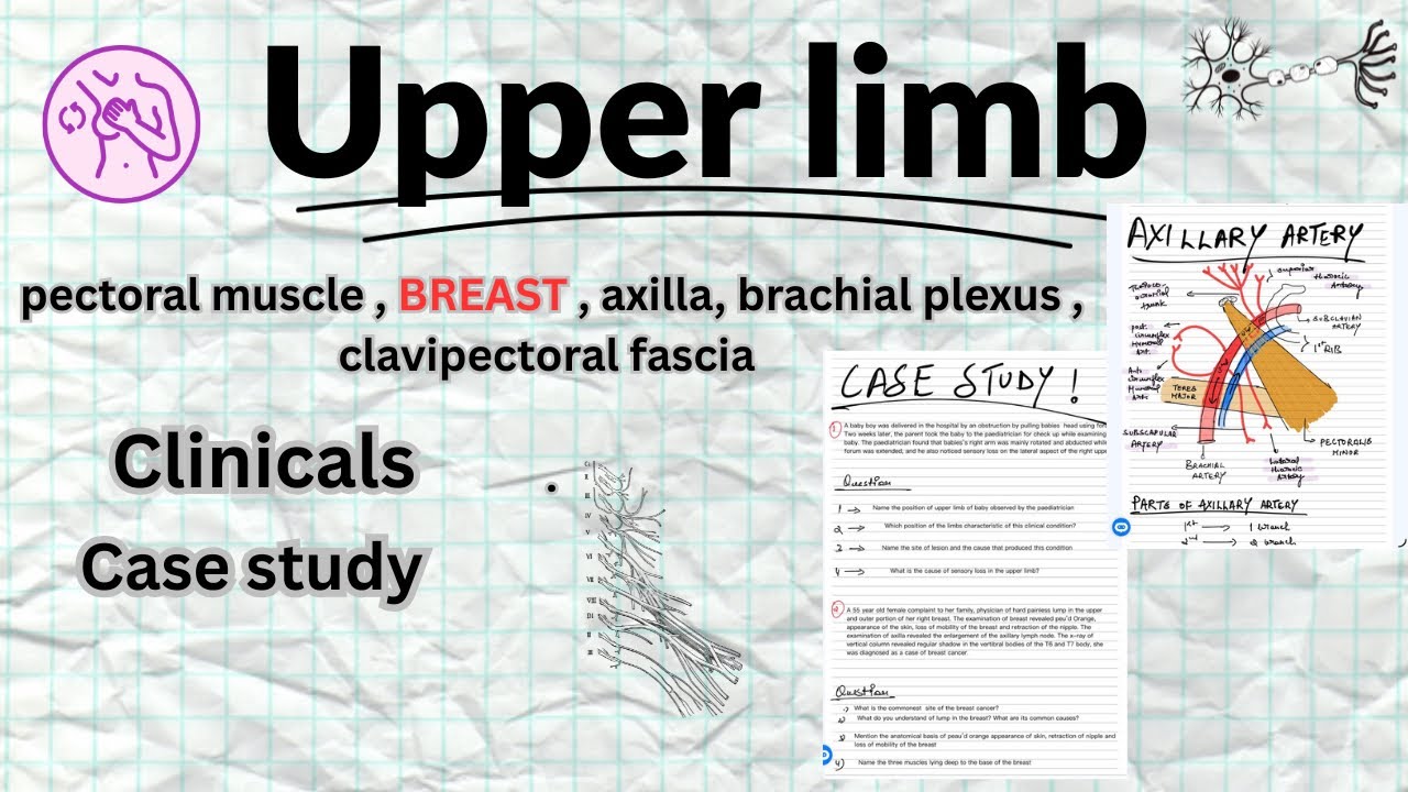 Pectoral Muscles | Breast | Brachial plexus | Axilla(Armpit) | RTME 🩺🩻