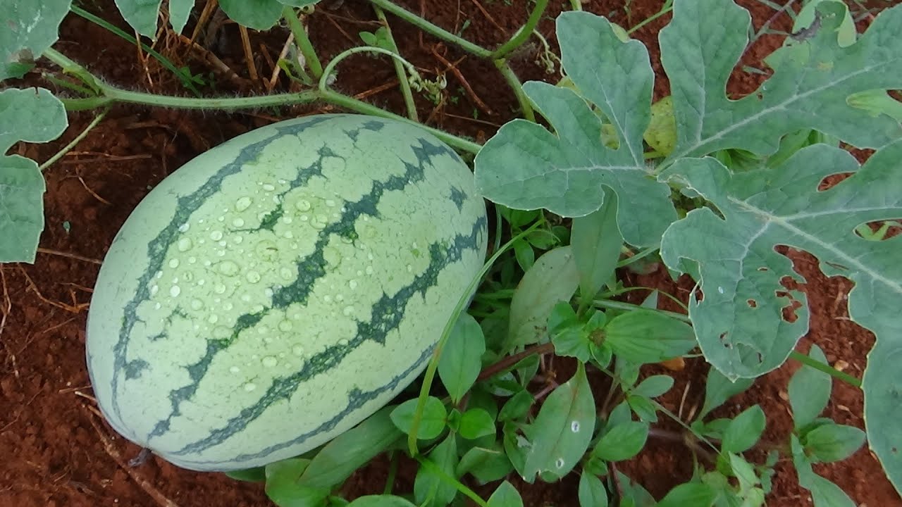 Cara Agar Buah Semangka Cepat Besar & Tidak Rontok Part 5