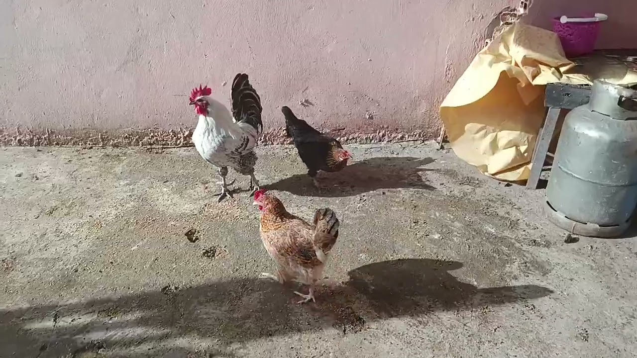 هدا هديو في مساء أمس لدجاجي