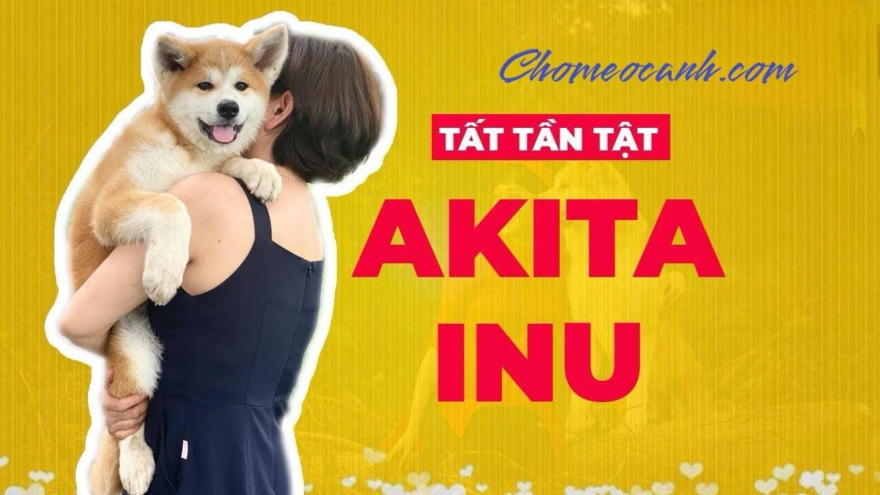 Chó Akita Inu Nhật Bản - Nguồn gốc, đặc điểm, giá bán 2026? Mua chó Akita con giá rẻ! Chomeocanh.com