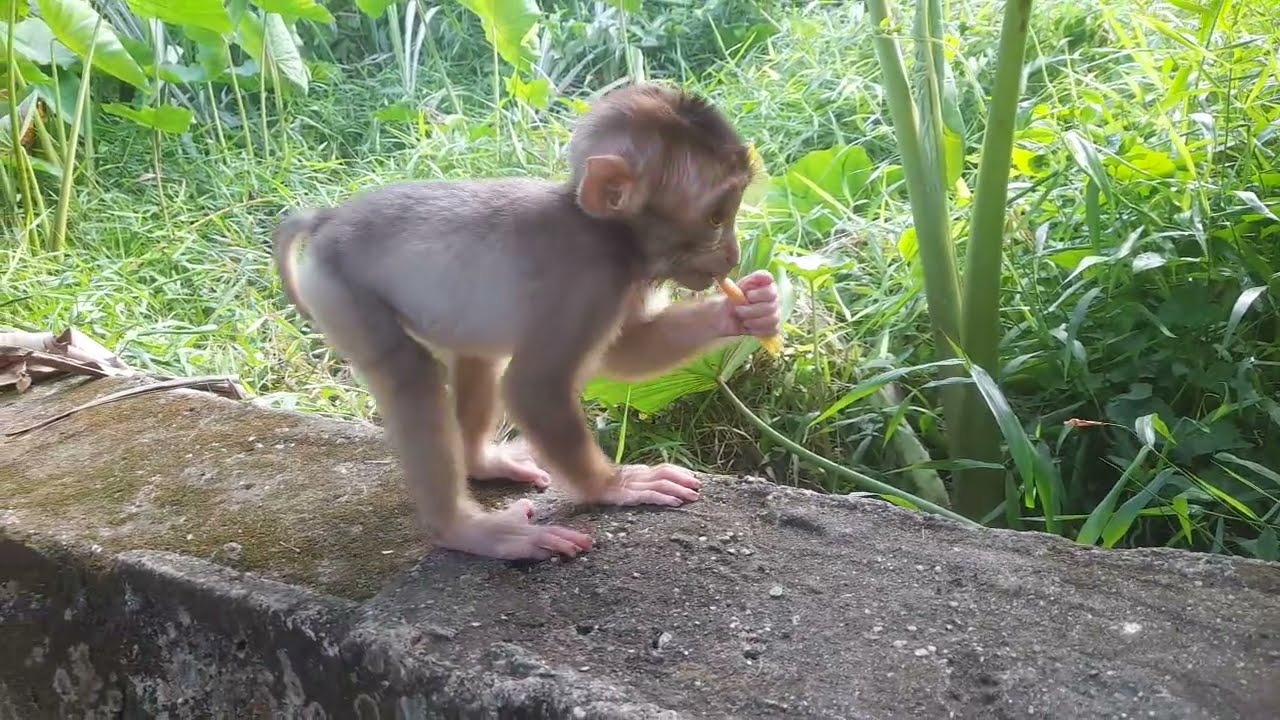 Anak monyet caca lagi sendirian