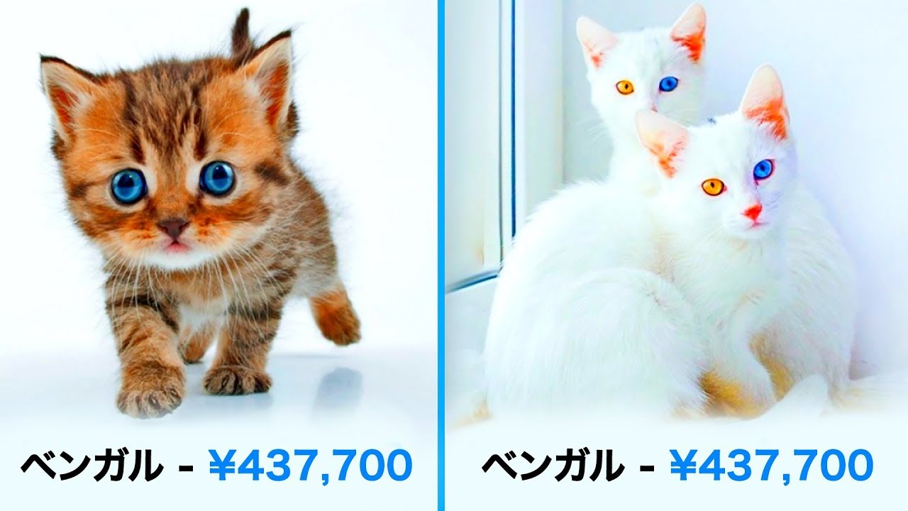 とんでもない値段の猫１９品種
