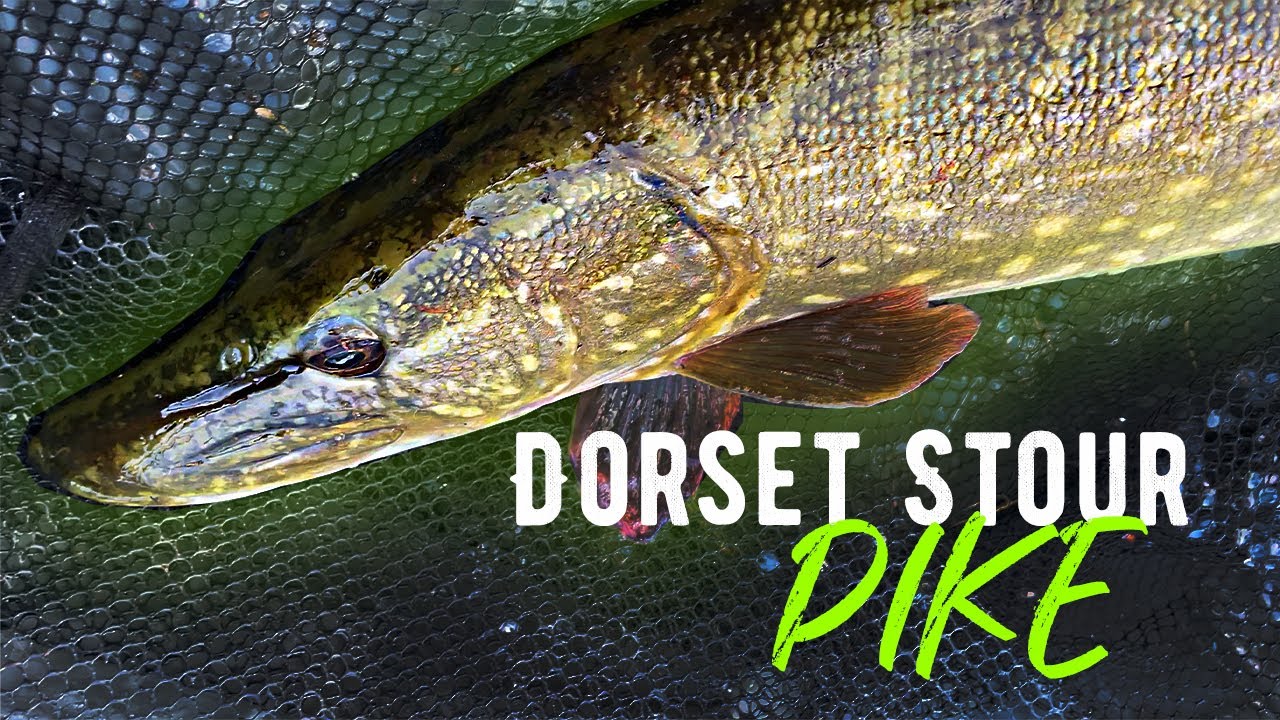 Dorset Stour Pike | River Pike Fishing | Fly Fishing For Pike