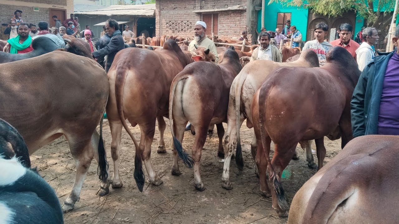 ৭/২/২৬/মন শান্তিকরা বড় সাইজ  শাহীওয়াল স্যারগরু বর্ডার এলাকা থেকে01773949974