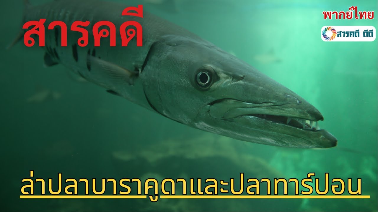 สารคดี ล่าปลาบาราคูดาและปลาทาร์ปอน อสูรกายใต้น้ำแห่งคิวบา l สารคดีสัตว์โลก