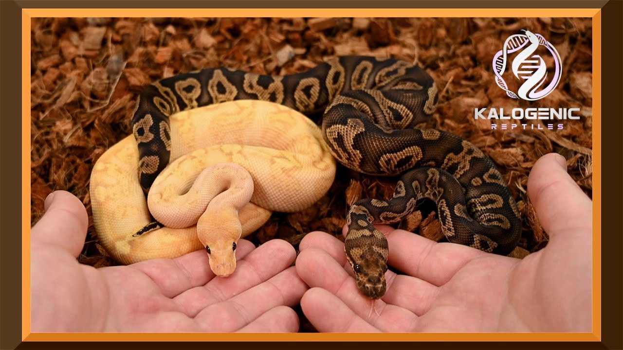 My 2023 Ball Python Holdbacks and Pickup! | Cool Colorful Clowns and Bold Beautiful Black Axanthics!