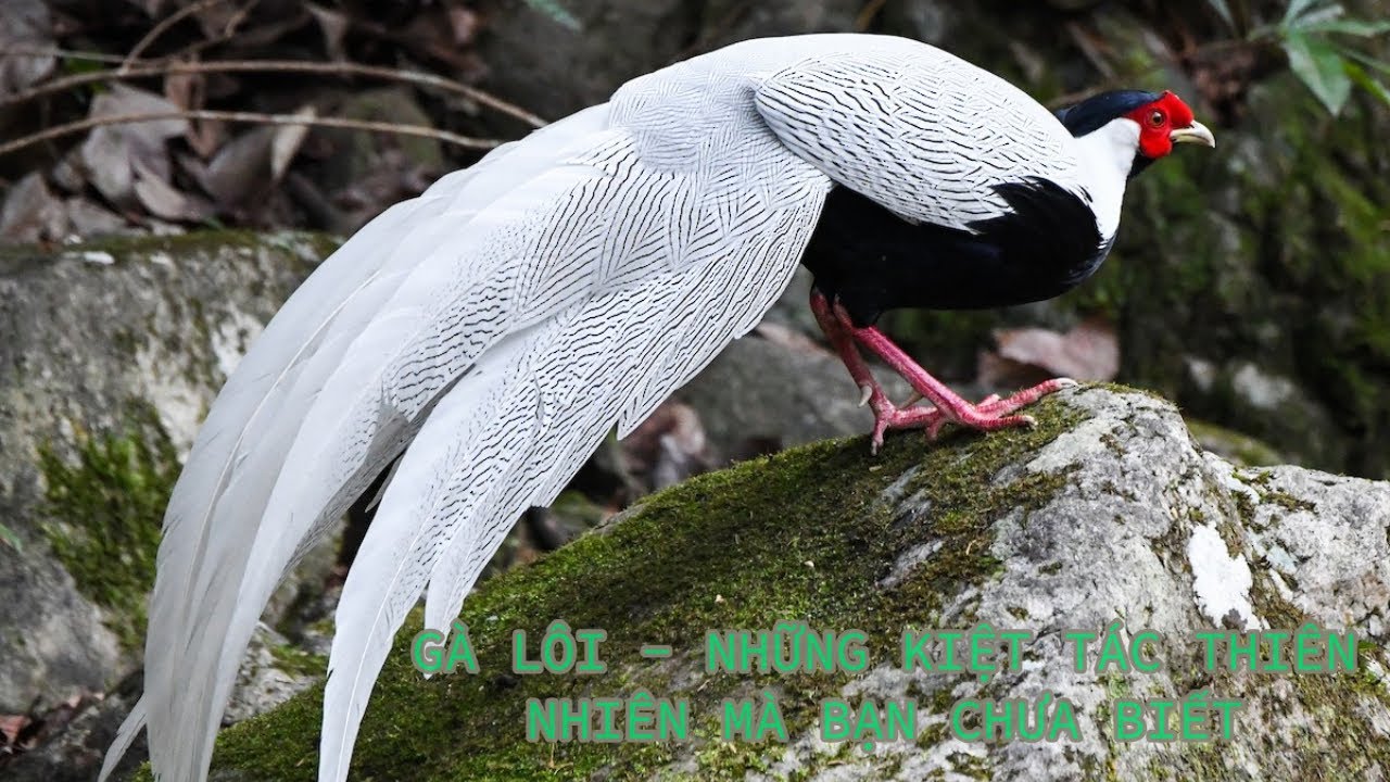 Chiêm ngưỡng vẻ đẹp của 6 loài Gà lôi đã được liệt kê trong Sách đỏ Việt Nam | Gà lôi tía