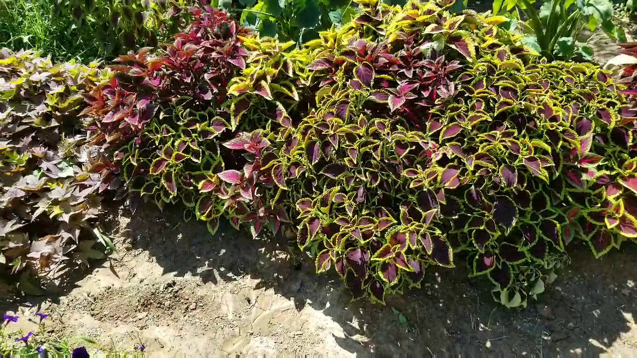 Growing tons of Coleus!!! Experimenting with full sun vs partial shade results!!!