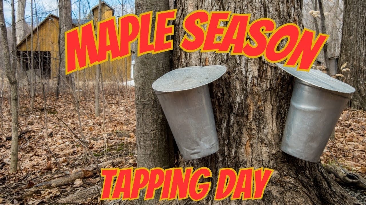How to Tap Maple Trees for Syrup 🍁 | Maple Tapping Day