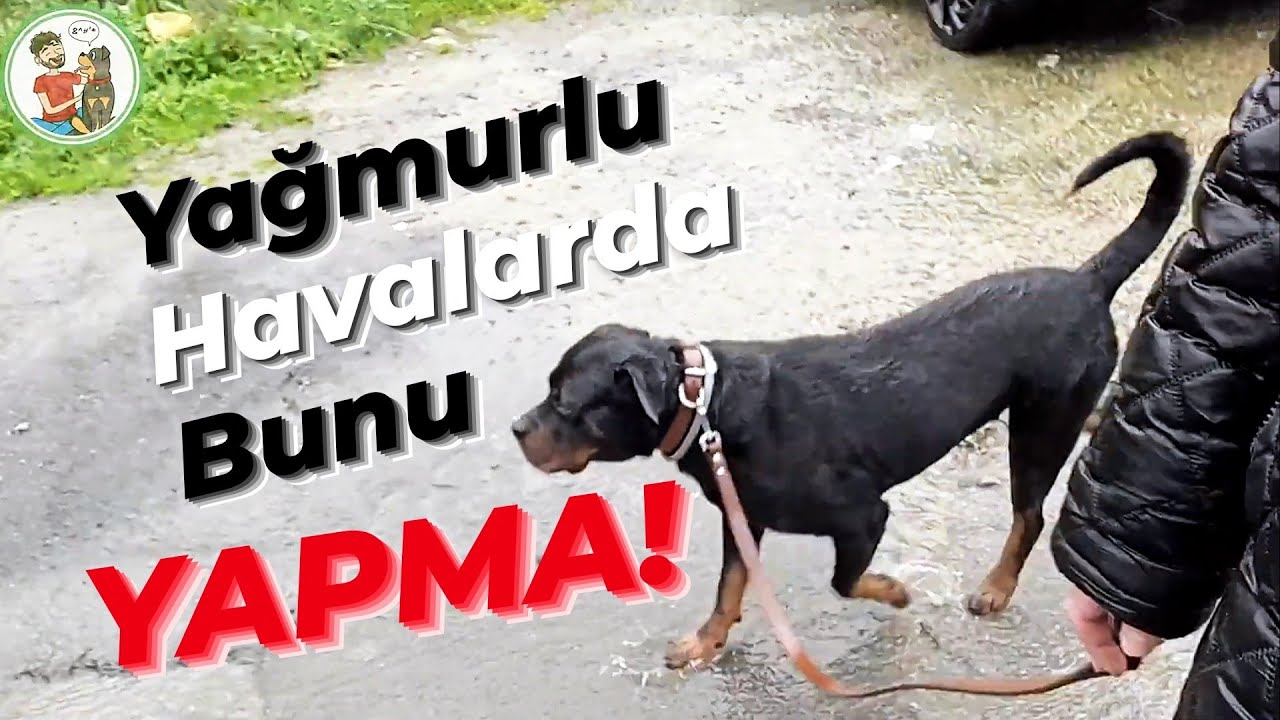 Köpek Kıyafetleri / Yağmurluk / Yelek / Mont / Ayakkabı /Yağmurda Köpekle Nasıl Yürünür ?