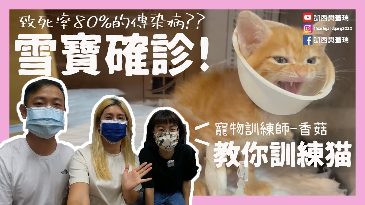 領養的貓咪得貓瘟？貓咪可以訓練嗎？訓練雪寶成為outdoor小貓咪第一步 feat. 寵物訓練師 @immushroom  (凱西與蓋瑞Cathy and Gary's Vlog Ep.43)