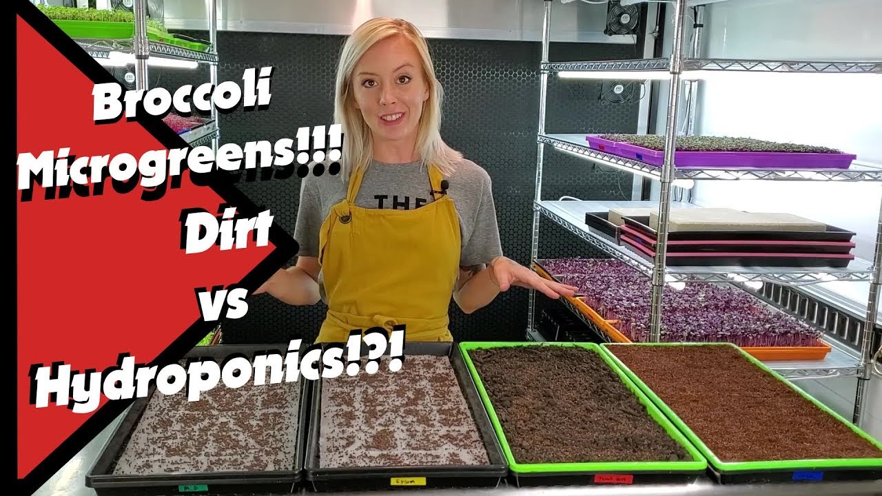 Broccoli Microgreens: Soil vs Hydroponics — Which Method Wins?