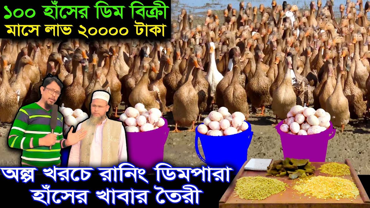 অল্প খরচে রানিং ডিমপারা হাঁসের খাবার তৈরী করুন নিজে || শাহজালাল হাঁসের খামার || Duck Farming